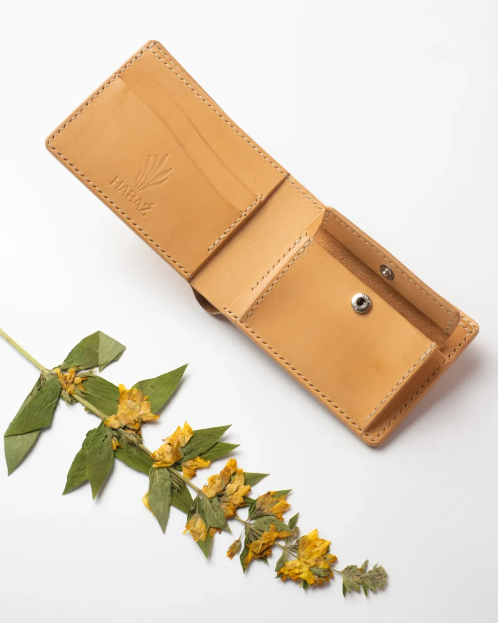 P1230552 Portfel – Mniszek lekarski| (Taraxacum officinale F.H. Wigg.) |